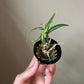 Den. Moniliforme 'Benikida' (紅木田)