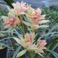 Cymbidium ensifolium ‘Fu Shan Qi Die’ 建兰/四季兰 ‘富山奇蝶’, very fragrant