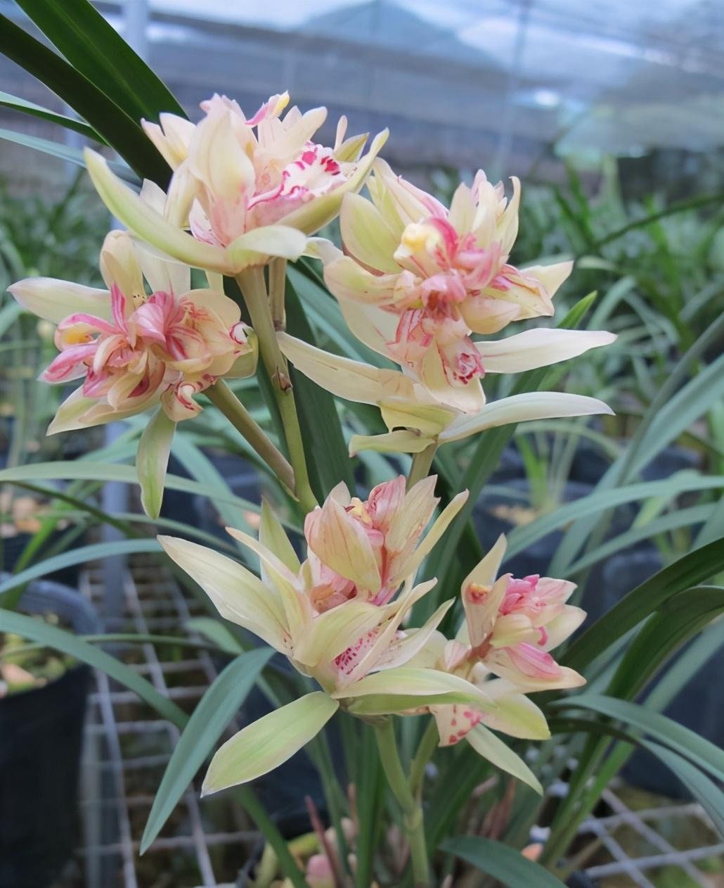 Cymbidium ensifolium ‘Fu Shan Qi Die’ 建兰/四季兰 ‘富山奇蝶’, very fragrant