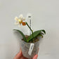 Phalaenopsis Mini Mark ‘Holm’-flowering size and fragrant