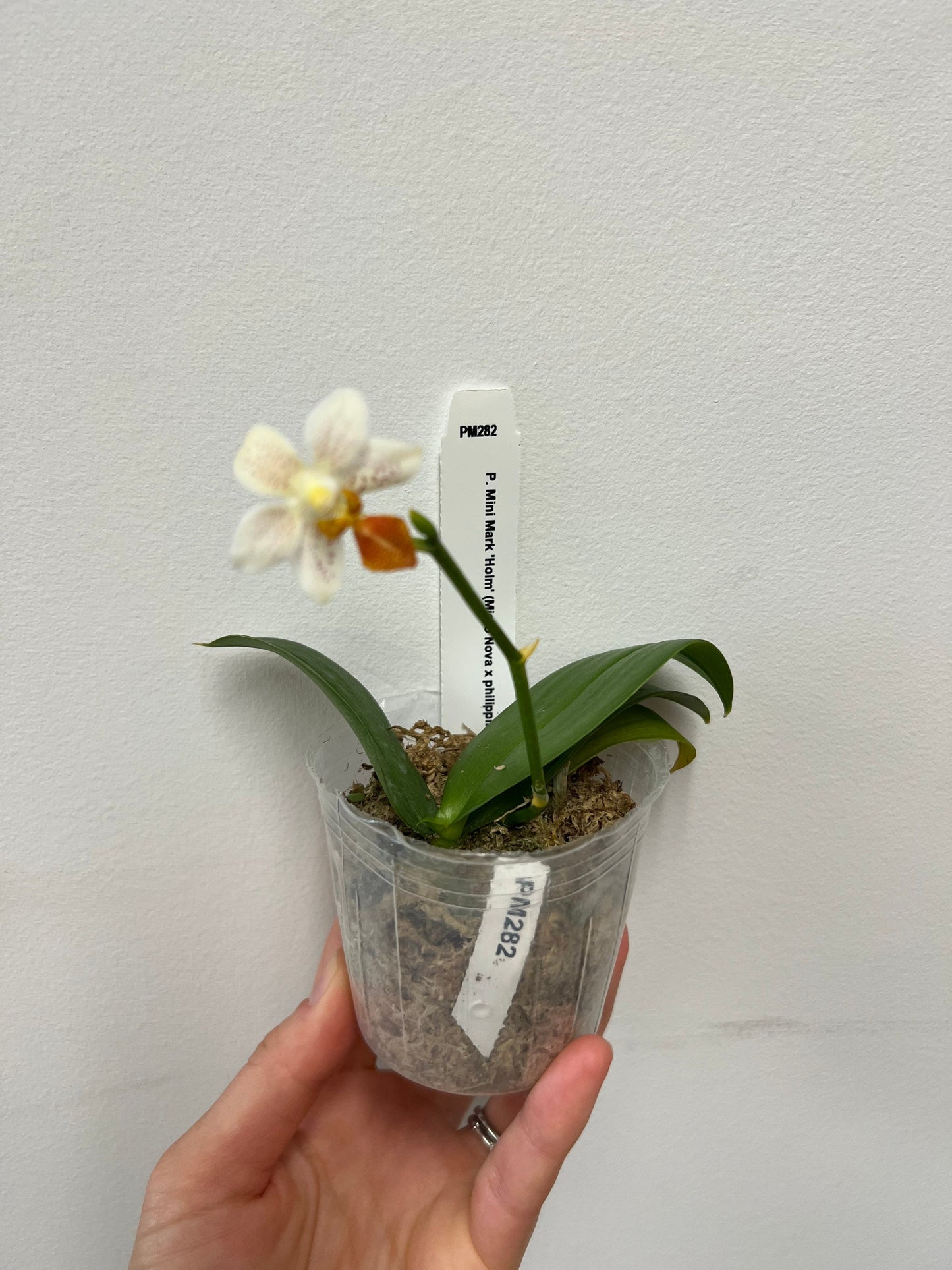 Phalaenopsis Mini Mark ‘Holm’-flowering size and fragrant