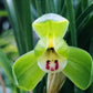 Cymbidium goeringii ‘Cui Gai He’ 春兰茗品 ‘翠盖荷’, rare, at least 3 growths