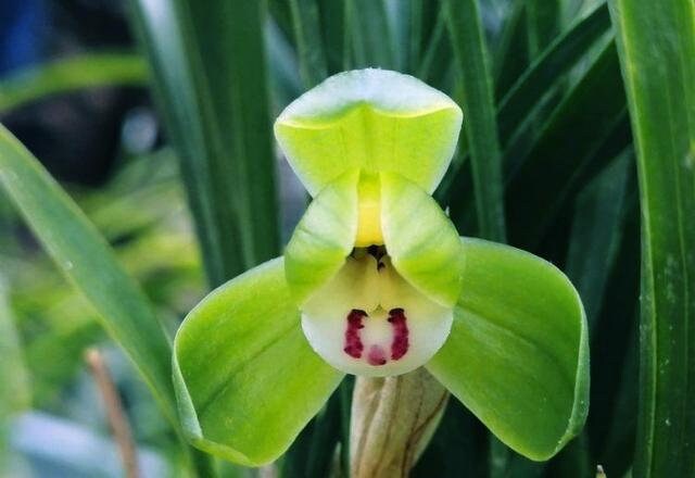 Cymbidium goeringii ‘Cui Gai He’ 春兰茗品 ‘翠盖荷’, rare, at least 3 growths