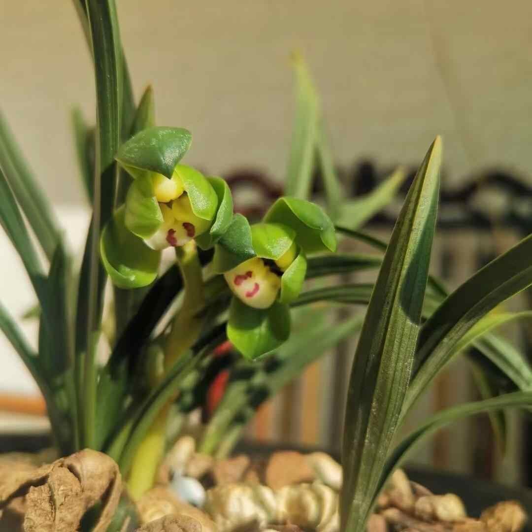 Cymbidium goeringii ‘Cui Gai He’ 春兰茗品 ‘翠盖荷’, rare, at least 3 growths