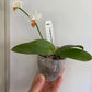 Phalaenopsis Mini Mark ‘Holm’-flowering size and fragrant