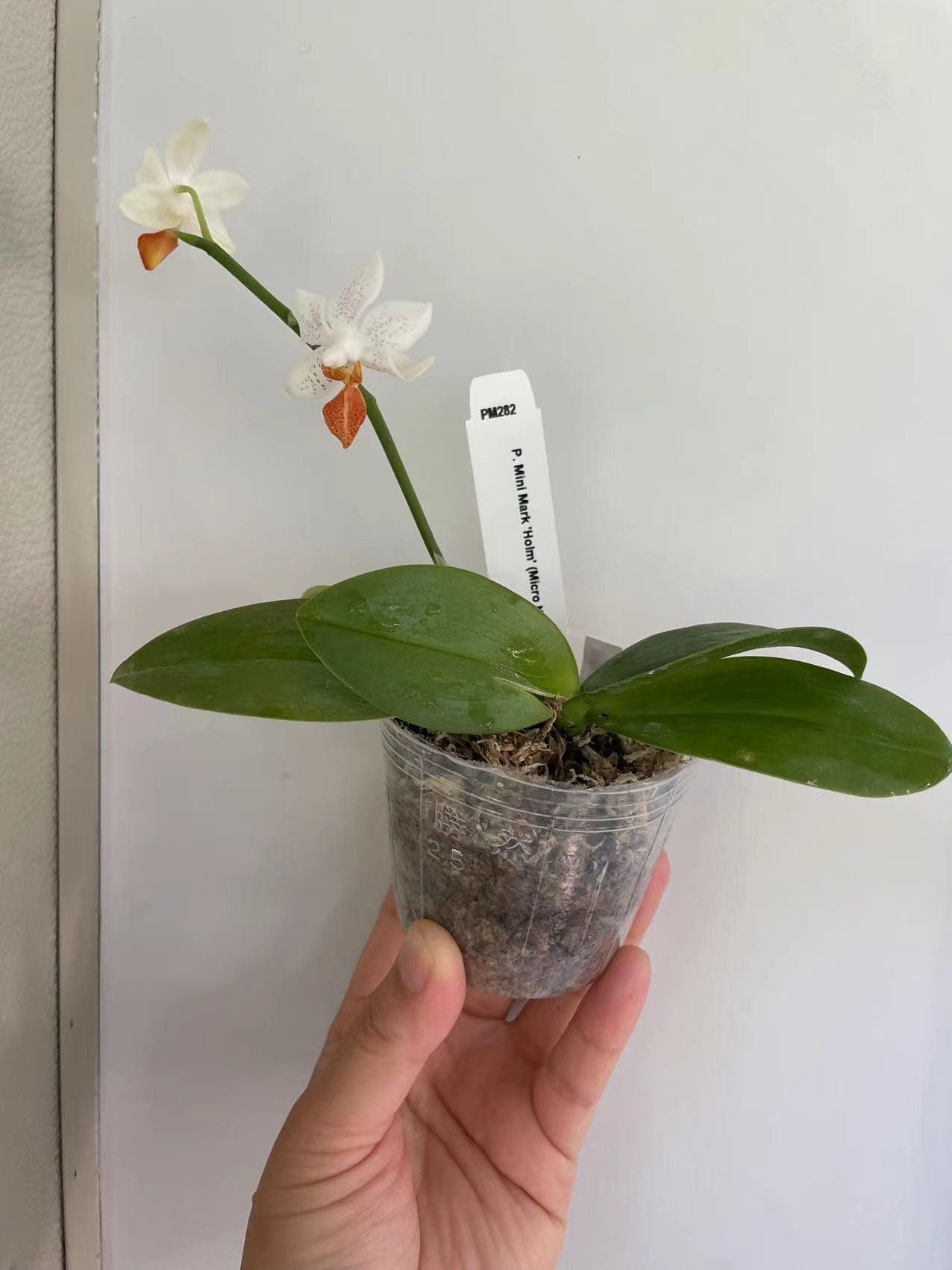 Phalaenopsis Mini Mark ‘Holm’-flowering size and fragrant