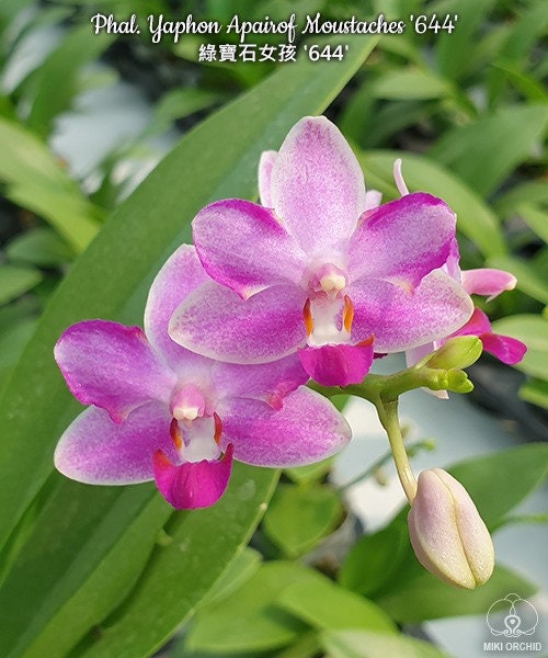 Phal. Yaphon Apairof Moustaches '644', fragrant