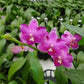 Phal. Yaphon Apairof Moustaches '644', fragrant
