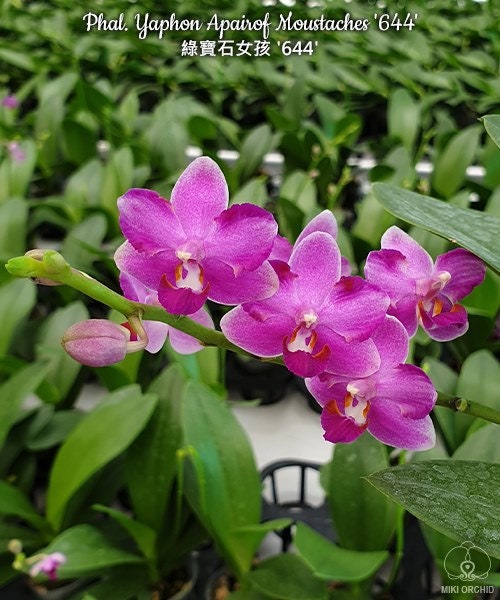 Phal. Yaphon Apairof Moustaches '644', fragrant