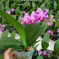 Phal. Yaphon Apairof Moustaches '644', fragrant