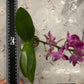 Phal. Yaphon Apairof Moustaches '644', fragrant