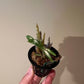 Den. Moniliforme 'Benikomachi' (紅小町), mini orchid