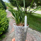 Cymbidium goeringii ‘Cui Gai He’ 春兰茗品 ‘翠盖荷’, rare, at least 3 growths