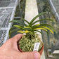 Neofinetia falcata 'Kinkounishiki' 金鉱錦