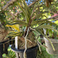 Neofinetia falcata 'Nishidemiyako' 西出都