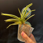 Neofinetia falcata 'Tenkeifukurin' 天恵覆輪