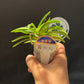 Neofinetia falcata 'Houmeiden' 豊明殿 ruby roots!