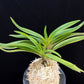Neofinetia falcata Choseiden 長生殿