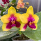 Phal. Chienlung Happy Queen (AN11), fragrant