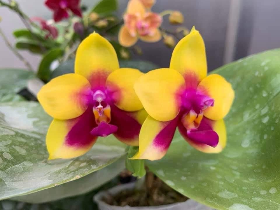 Phal. Chienlung Happy Queen (AN11), fragrant