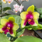 Phal. Chienlung Happy Queen (AN11), fragrant