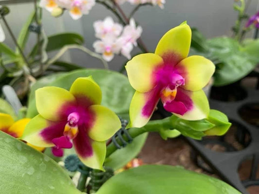 Phal. Chienlung Happy Queen (AN11), fragrant