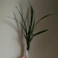 Beginner friendly! Cymbidium ensifolium “Yi Hong Shuang Jiao (Xiao Guo Hun)” 建兰/四季兰 ‘逸虹双娇 (小国魂)’, very fragrant