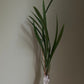 Beginner friendly! Cymbidium ensifolium “Yi Hong Shuang Jiao (Xiao Guo Hun)” 建兰/四季兰 ‘逸虹双娇 (小国魂)’, very fragrant