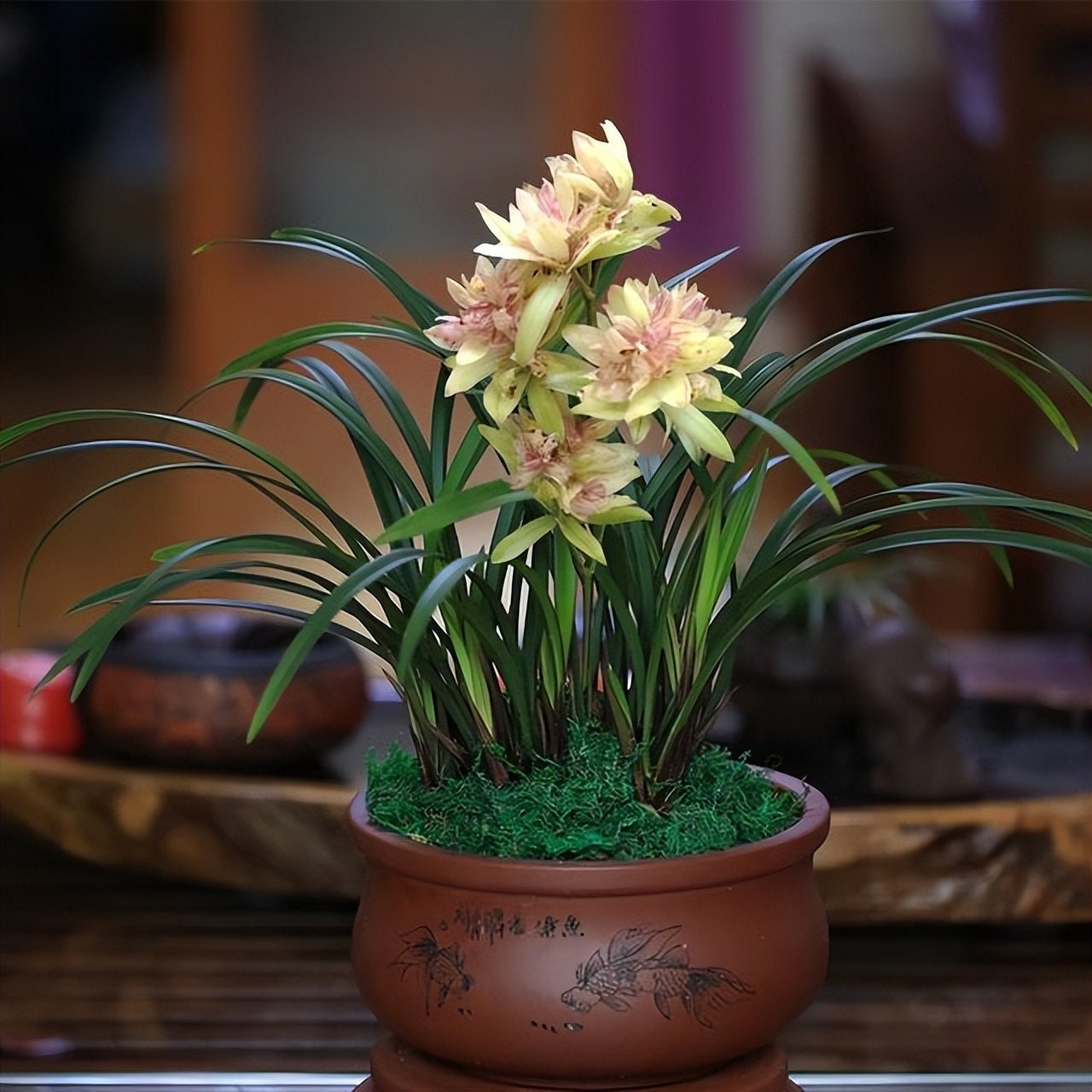 Cymbidium ensifolium ‘Fu Shan Qi Die’ 建兰/四季兰 ‘富山奇蝶’, very fragrant