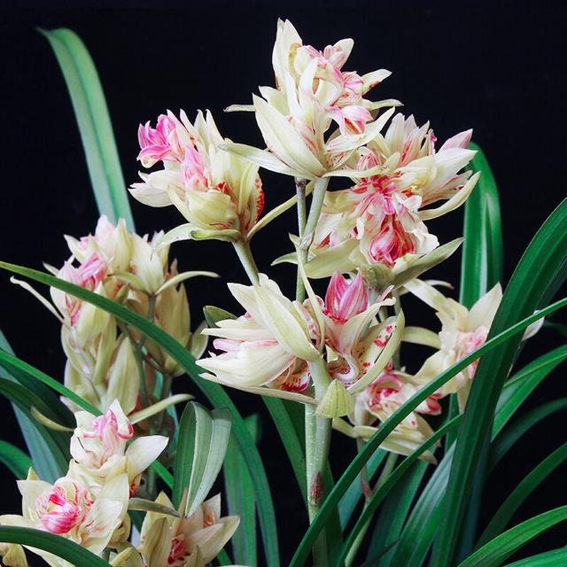 Cymbidium ensifolium ‘Fu Shan Qi Die’ 建兰/四季兰 ‘富山奇蝶’, very fragrant