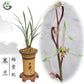 Cymbidium kanran ‘Yang Gui Fei’ 寒兰铭品 ‘杨贵妃’, pretty and fragrant