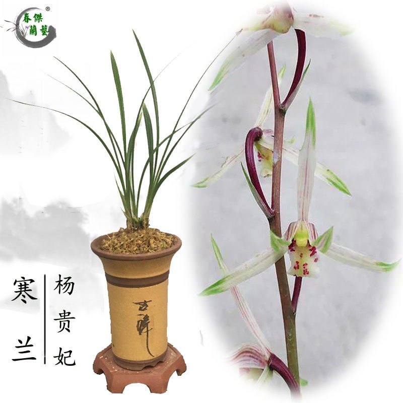 Cymbidium kanran ‘Yang Gui Fei’ 寒兰铭品 ‘杨贵妃’, pretty and fragrant