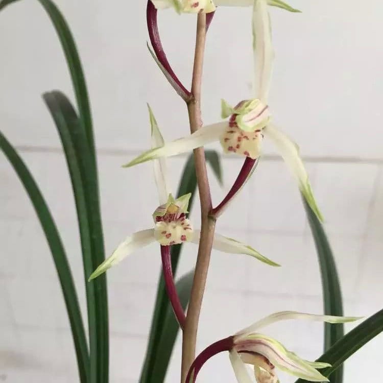 Cymbidium kanran ‘Yang Gui Fei’ 寒兰铭品 ‘杨贵妃’, pretty and fragrant