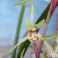 Cymbidium kanran ‘Yang Gui Fei’ 寒兰铭品 ‘杨贵妃’, pretty and fragrant