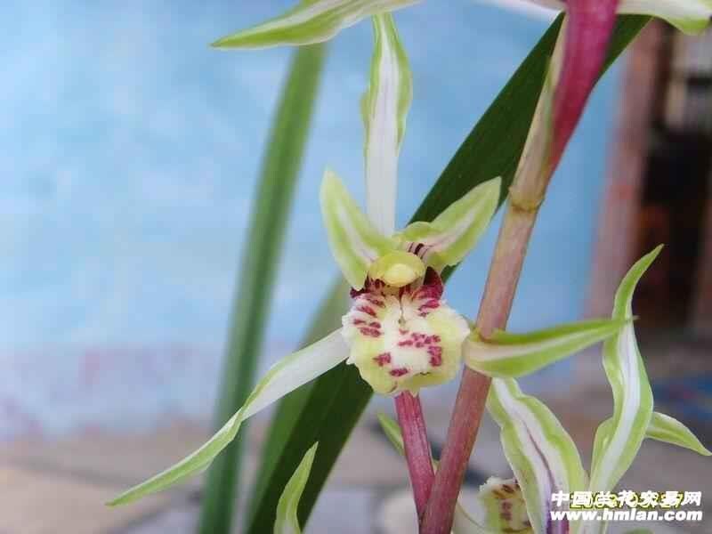 Cymbidium kanran ‘Yang Gui Fei’ 寒兰铭品 ‘杨贵妃’, pretty and fragrant