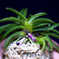 Neofinetia falcata 'Houmeiden' 豊明殿 ruby roots!