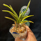 Neofinetia falcata 'Tenkeifukurin' 天恵覆輪