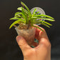 Neofinetia falcata 'Houmeiden' 豊明殿 ruby roots!
