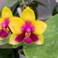 Phal. Chienlung Happy Queen (AN11), fragrant