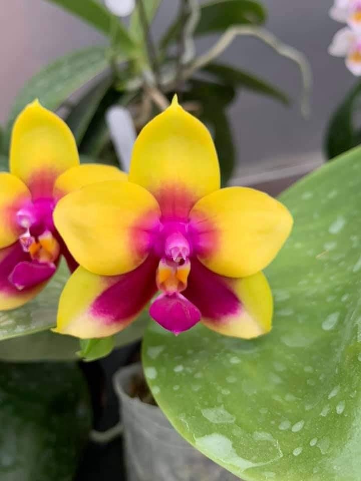 Phal. Chienlung Happy Queen (AN11), fragrant