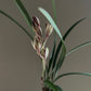 Cymbidium ensifolium ‘Fu Shan Qi Die’ 建兰/四季兰 ‘富山奇蝶’, very fragrant