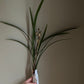 Cymbidium ensifolium ‘Fu Shan Qi Die’ 建兰/四季兰 ‘富山奇蝶’, very fragrant