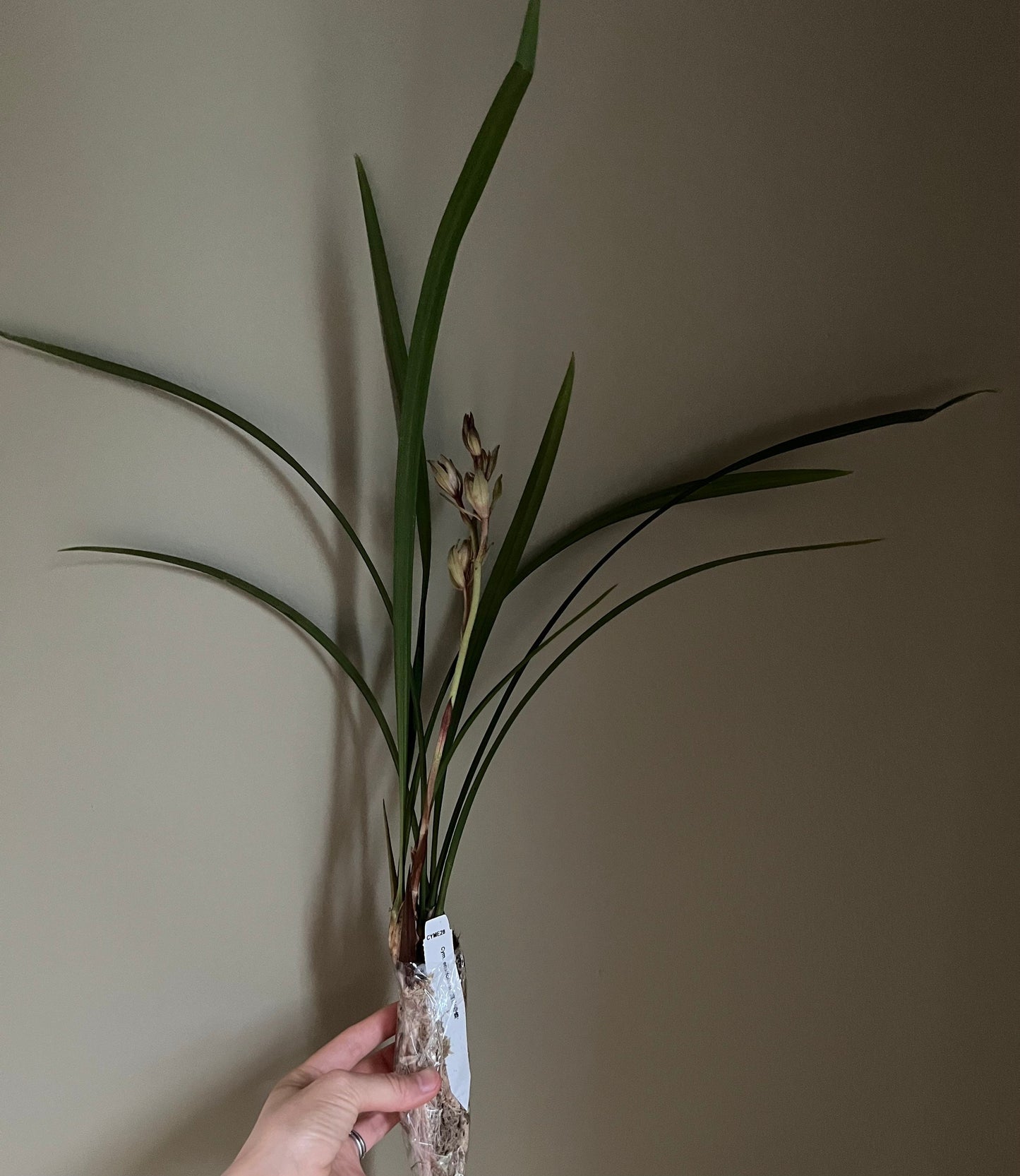 Cymbidium ensifolium ‘Fu Shan Qi Die’ 建兰/四季兰 ‘富山奇蝶’, very fragrant