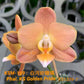 Phal. KS Golden Pride KSM-169