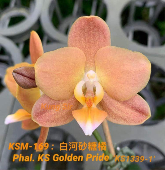 Phal. KS Golden Pride KSM-169