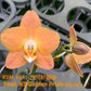 Phal. KS Golden Pride KSM-169