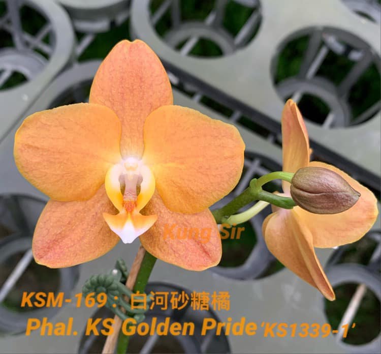 Phal. KS Golden Pride KSM-169