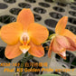 Phal. KS Golden Pride KSM-169