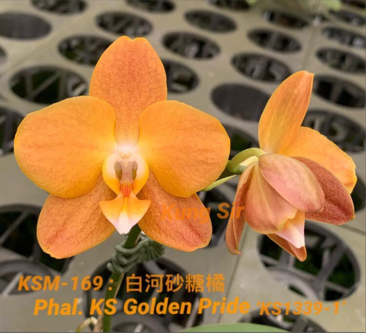 Phal. KS Golden Pride KSM-169