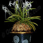 Neofinetia falcata 'Nishidemiyako' 西出都
